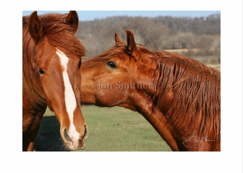 032607_9739m Horses Kissing.jpg